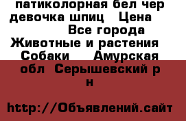 патиколорная бел/чер девочка шпиц › Цена ­ 15 000 - Все города Животные и растения » Собаки   . Амурская обл.,Серышевский р-н